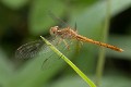 Diplacodes haematodes immature male-